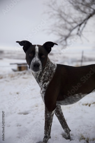black and white spotted dog in the snow 
