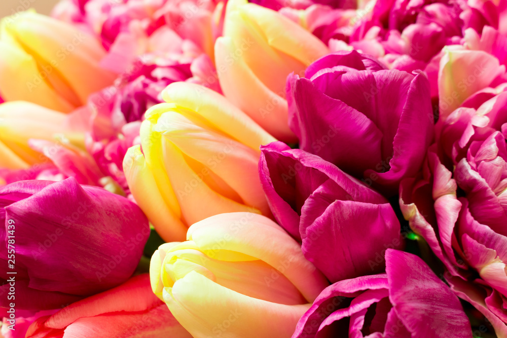 Obraz premium Beautiful bouquet of fresh colorful pink purple tulips flowers. Greeting card. Mothers day, womens day, valentines day. Floral background