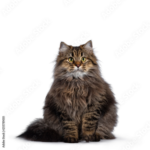 Cute friendly classic tabby Siberian cat kitten with amazing fur, sitting facing front with tail curled around body. Looking curious at camera with big yellow eyes. Isolated on white background.