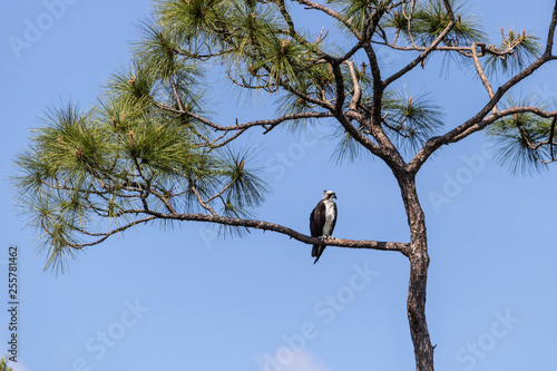 Eagle perched on branch in tall Florida tree