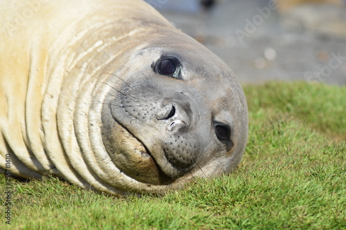 elephant seal southern island Kerguelen
