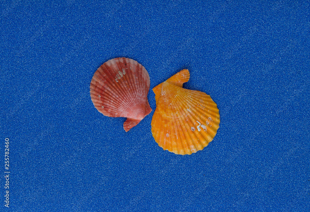 Summer composition with shells on blue glitter background Summer composition with shells on blue glitter background