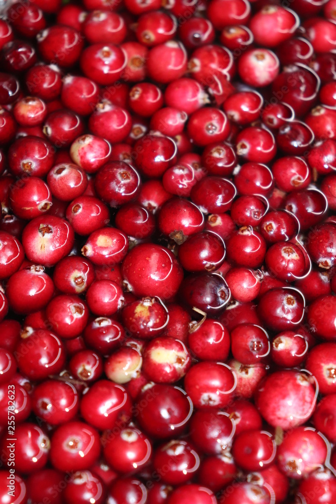 : red cherry background of cherries : red cherry background of cherries