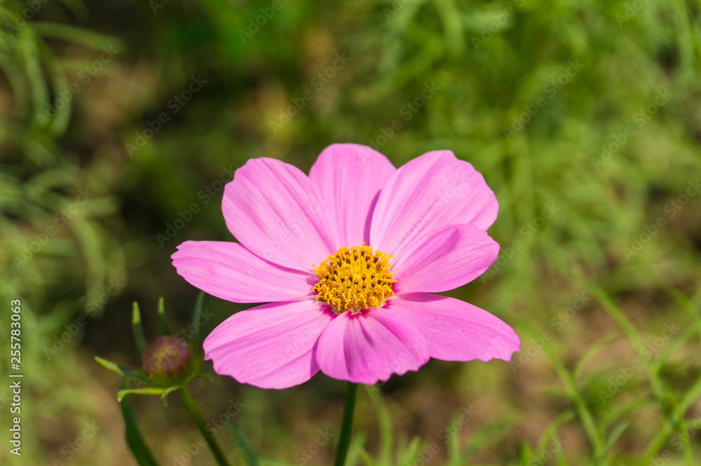 close up pink cosmos flowers with green leaves background close up pink cosmos flowers with green leaves background