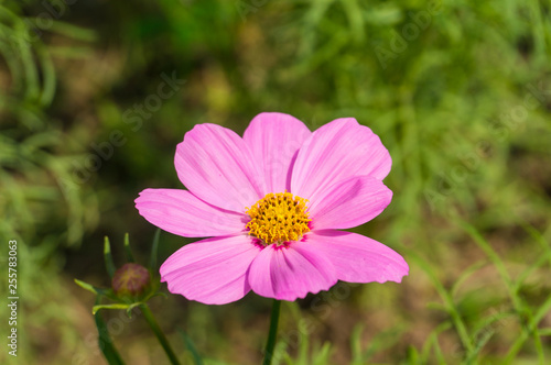 close up pink cosmos flowers with green leaves background