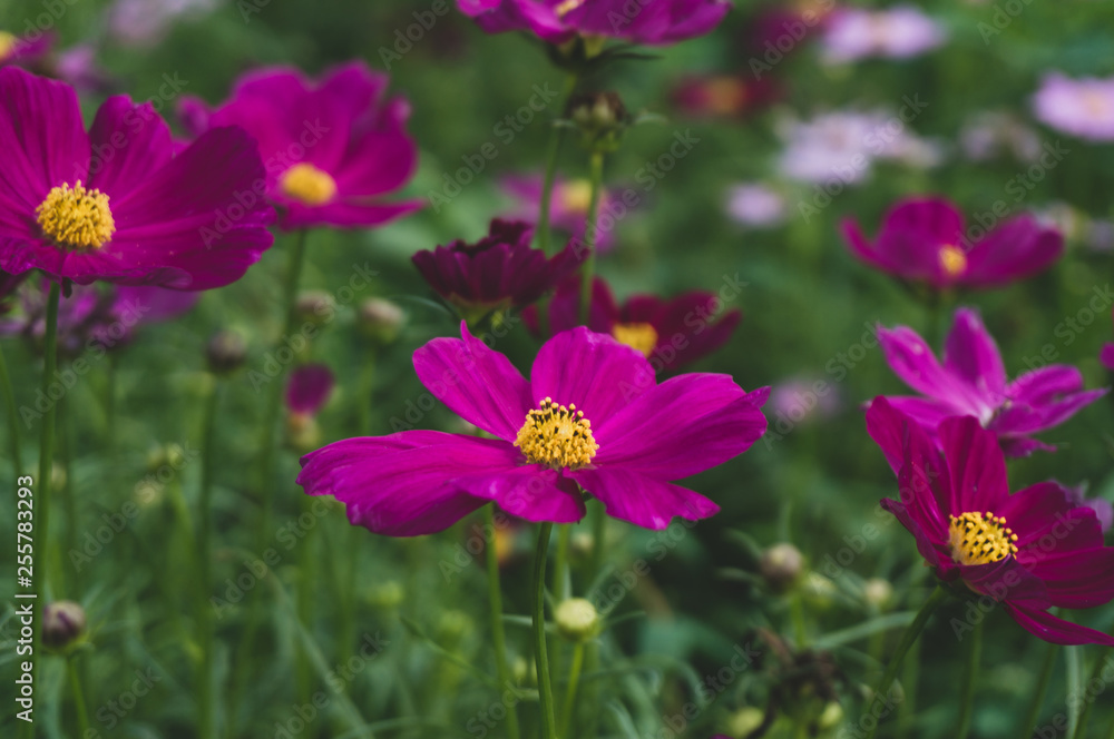 Cosmos flowers blooming with green leaves. Cosmos flowers green garden background Cosmos flowers blooming with green leaves. Cosmos flowers green garden background