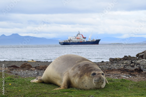 elephant seal southern island Kerguelen
