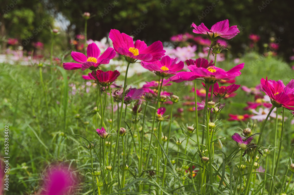 Cosmos flowers blooming with green leaves. Cosmos flowers green garden background