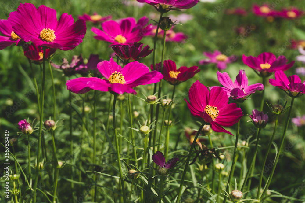 Cosmos flowers blooming with green leaves. Cosmos flowers green garden background
