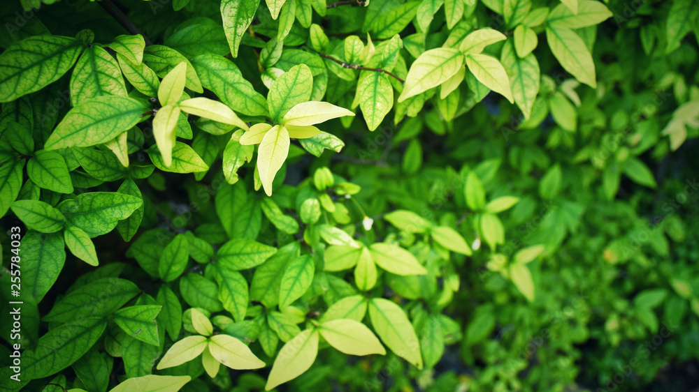 Ornamental plants for fence that has no flowers but is filled with lush green leaves. Ornamental plants for fence that has no flowers but is filled with lush green leaves.