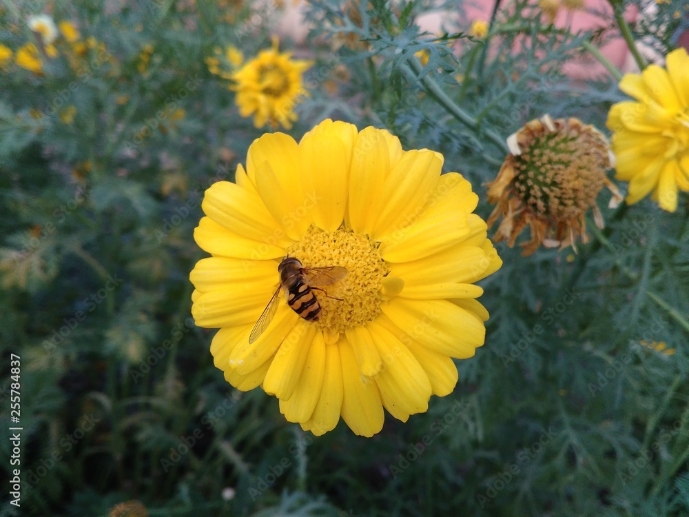 Obraz premium sugar seeker