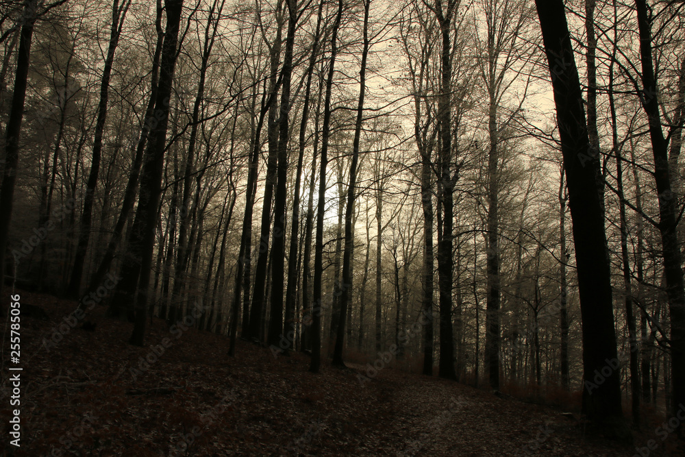 Winterlandschaft im Odenwald Winterlandschaft im Odenwald