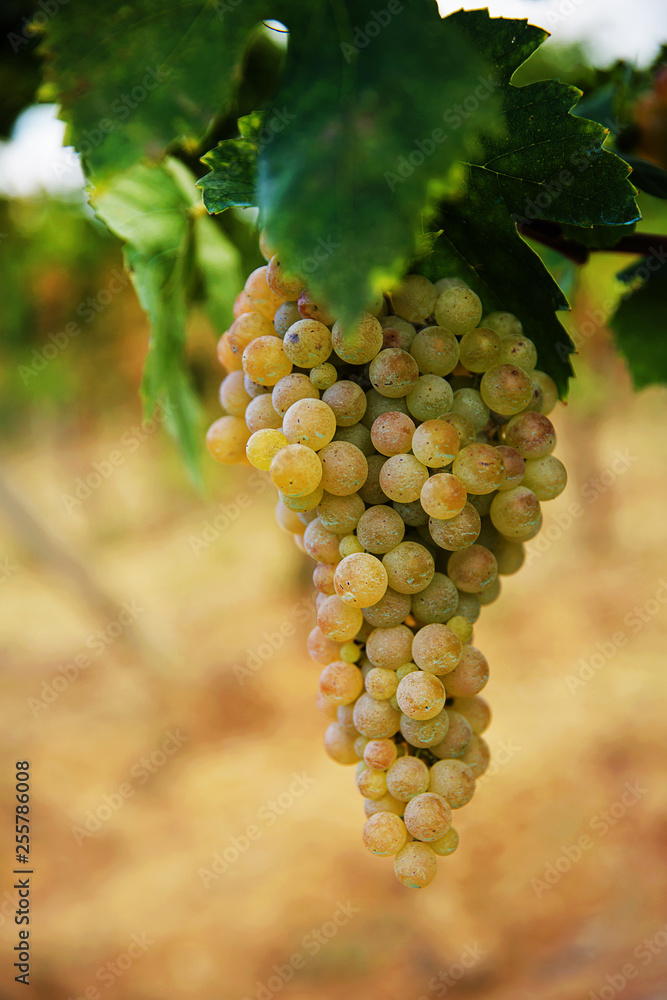 Naklejka premium fresh grapes