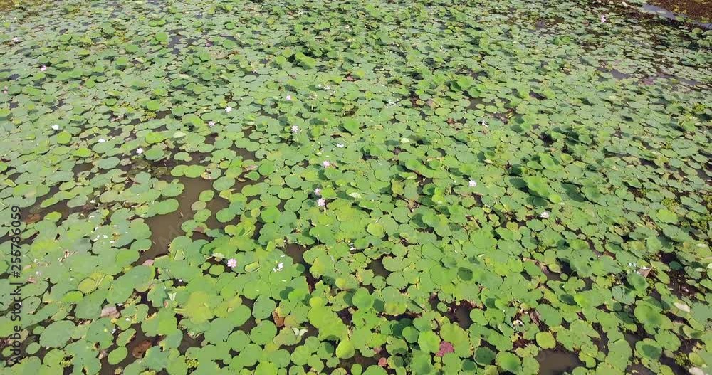 drone shot : fly back over lotus field in pond. Small village as backdrop drone shot : fly back over lotus field in pond. Small village as backdrop