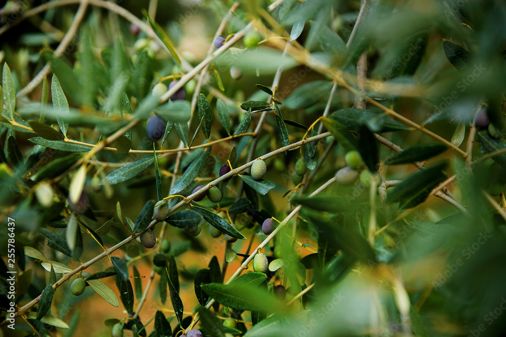 Olive tree in nature Olive tree in nature