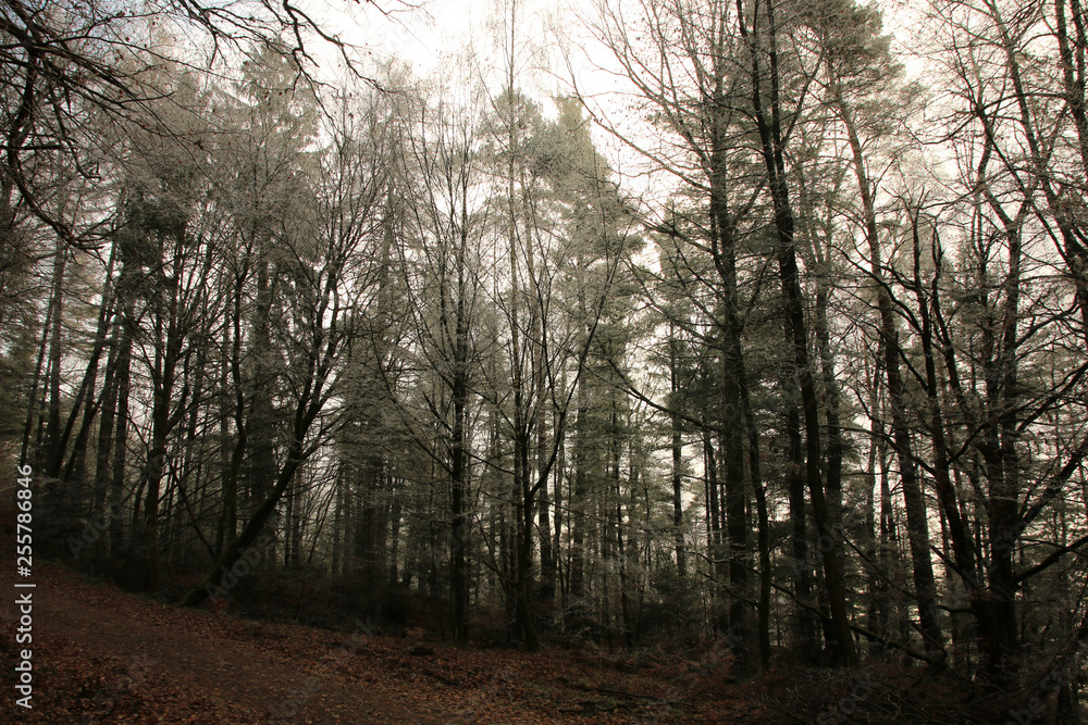 Winterlandschaft im Odenwald Winterlandschaft im Odenwald