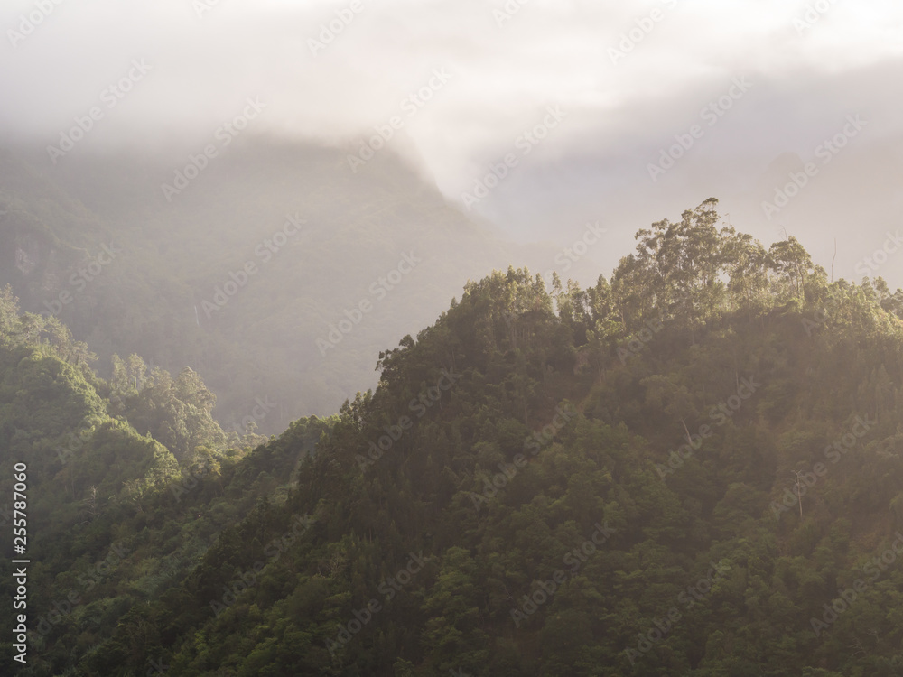 Mystical forest on the Madeira Island, Portugal