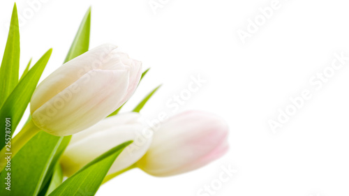 Closeup fragment of bouquet of spring tulips flowers in delicate white and pink color isolated on white. Shallow focus. Copyspace.