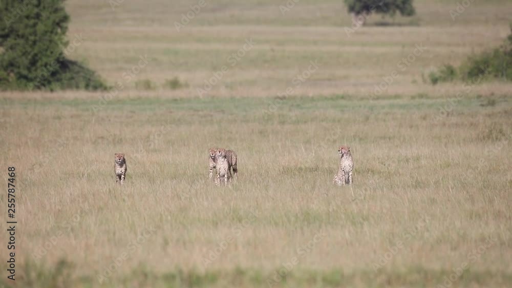 Five male cheetahs walking through the savannah Five male cheetahs walking through the savannah
