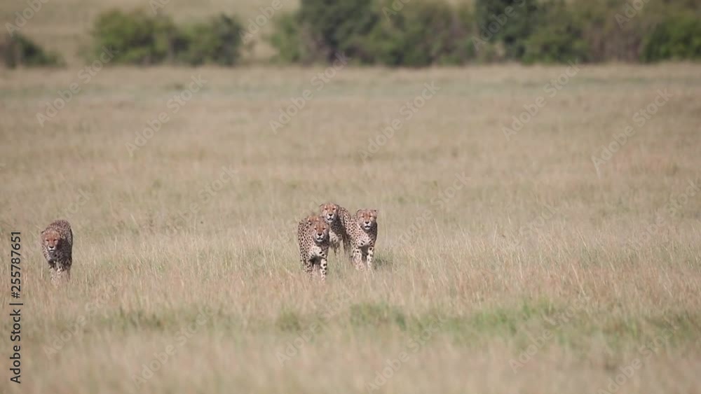 Five male cheetahs walking through the savannah Five male cheetahs walking through the savannah
