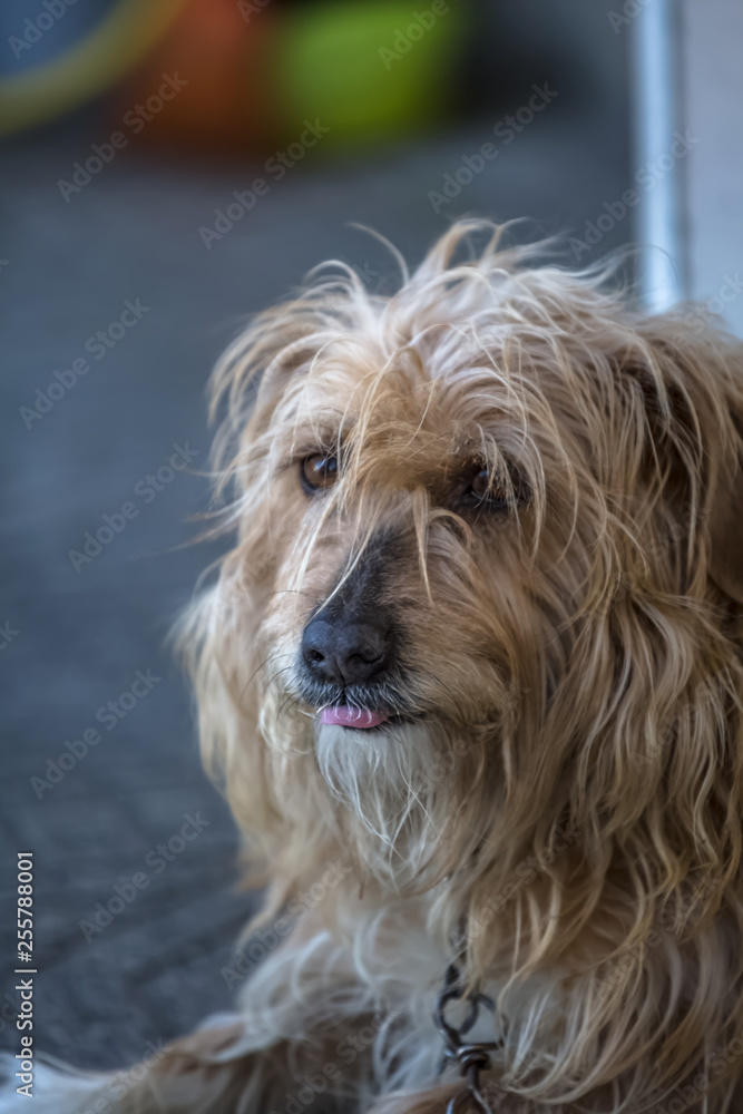 View of domestic dog without a determined breed View of domestic dog without a determined breed