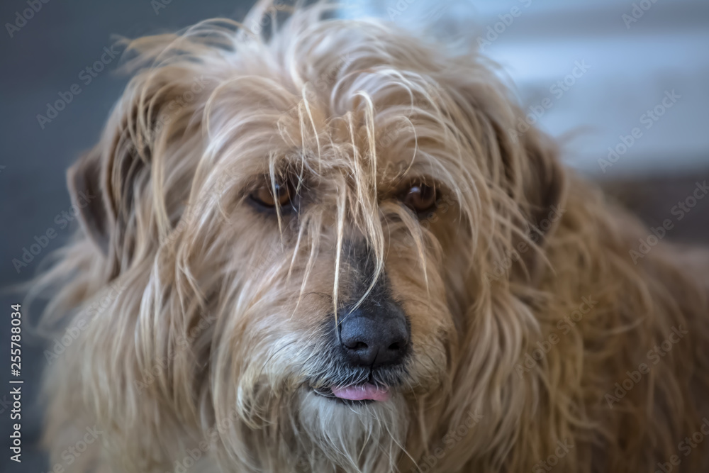 View of domestic dog without a determined breed View of domestic dog without a determined breed