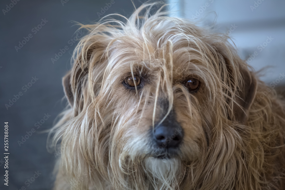 View of domestic dog without a determined breed View of domestic dog without a determined breed