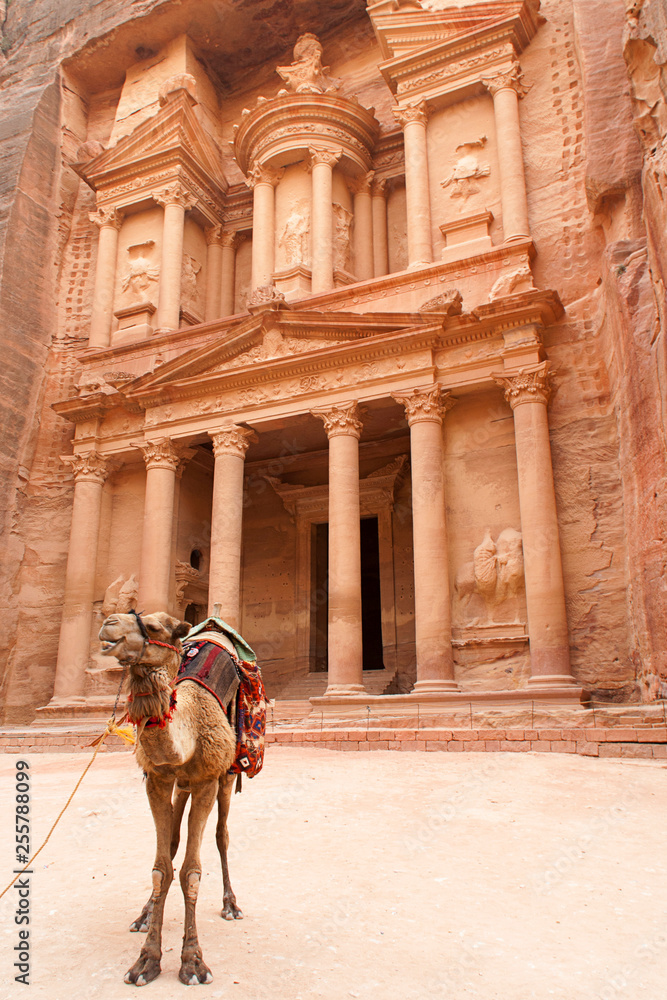 Naklejka premium Camel in The Treasure (Petra, Jordan)