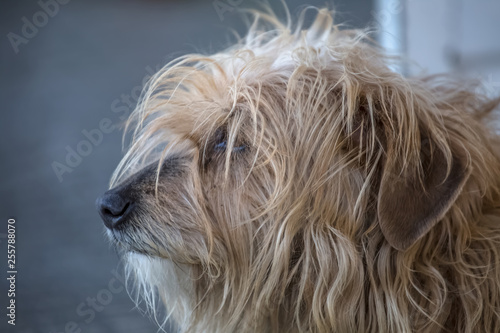 View of domestic dog without a determined breed