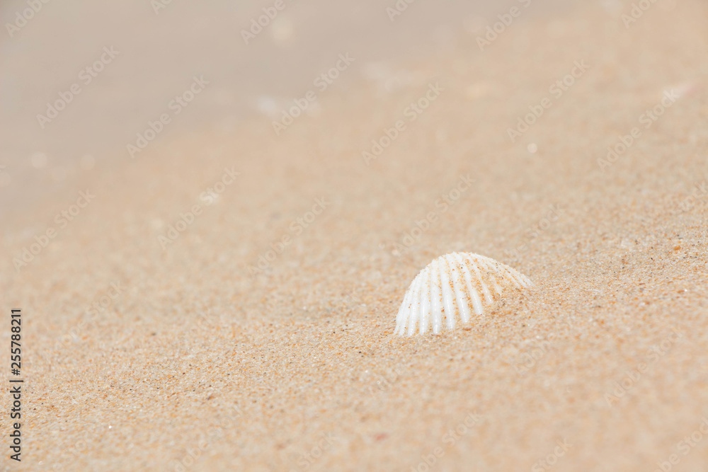 White shells and coral in the sand on the seashore White shells and coral in the sand on the seashore