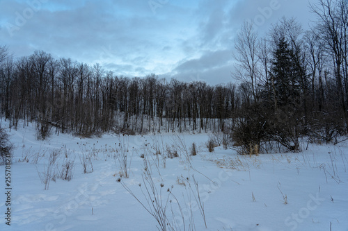 Winter early morning sky forest 