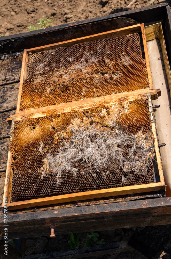 Wax moth. Beekeeping. Pests of active hives. Infected bee nest. Wax moth. Beekeeping. Pests of active hives. Infected bee nest.