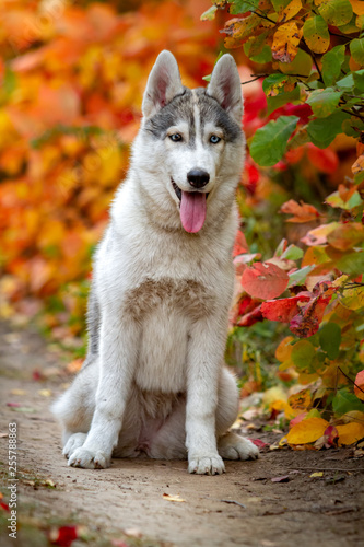 Closeup autumn portrait of Siberian husky puppy. A young grey white husky a park.