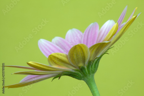 Close-up image of a Osteospermum 'Pinks' © chillingworths