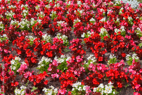 Fragment of flower beds with red and white flowers of Begonia