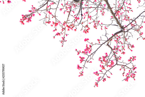Plum Blossom  Prunus mume  in early spring. Isolated on White Background.