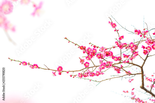 Plum Blossom (Prunus mume) in early spring. Isolated on White Background. © aphotostory