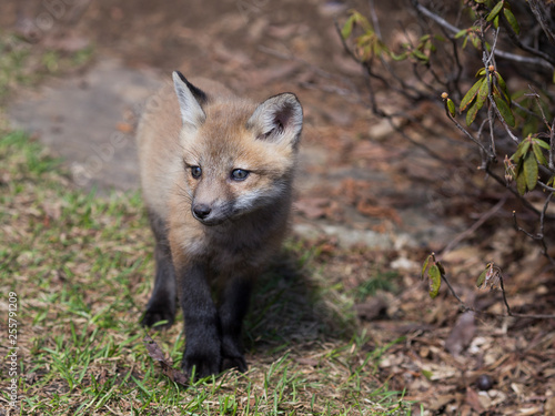 Adorable six-week old red fox cub standing in garden staring sideways © Anne Richard