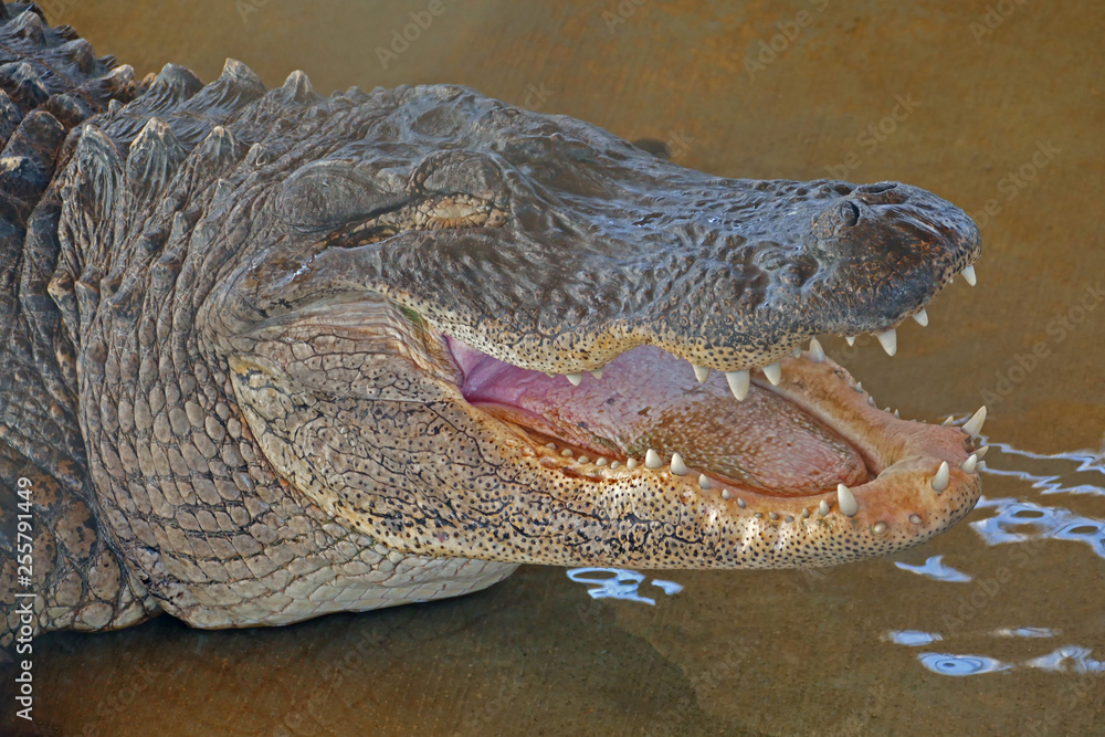 Fototapeta premium Big alligator showing teeth at Everglades, Florida