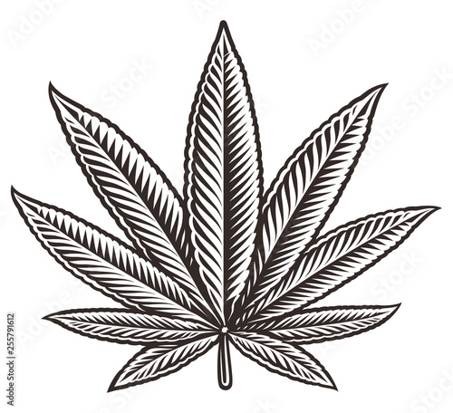 Vector illustration of a cannabis leaf.