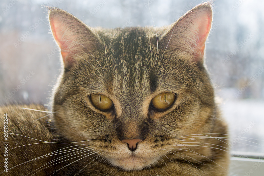 cute cat lwith yellow gold eyes laying on the window and looking day time cute cat lwith yellow gold eyes laying on the window and looking day time