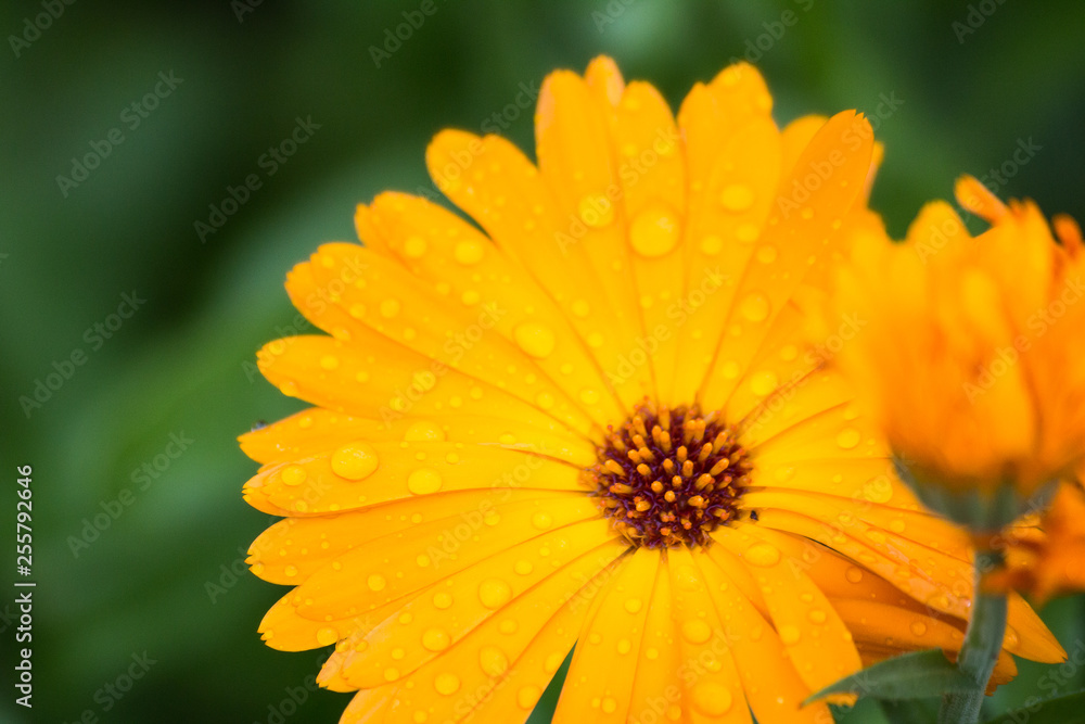 summer flower in raindrops summer flower in raindrops