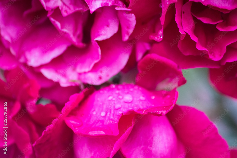 summer flower in raindrops