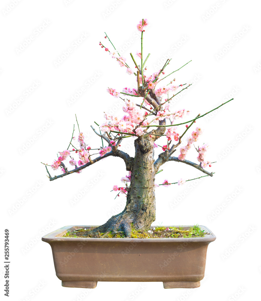 Foto Stock Plum Blossom (Prunus mume) Bonsai in early spring. Isolated on  White Background. | Adobe Stock