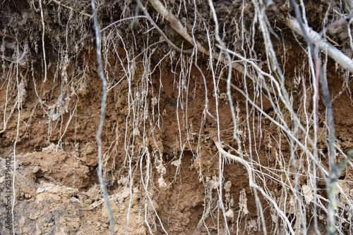 Root of tree growing throw ceiling of sewer tunnel