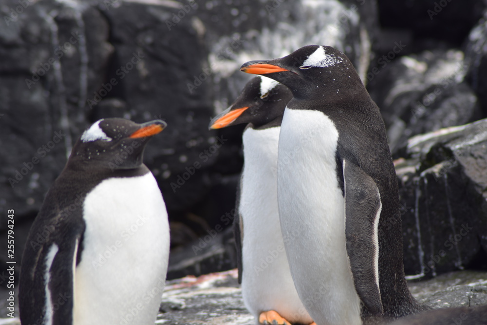 Fototapeta premium penguin southern island Kerguelen