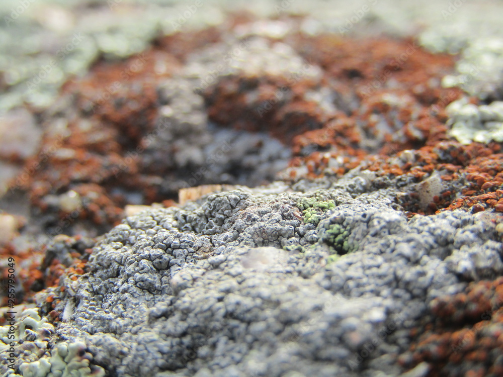 lichen on rock lichen on rock