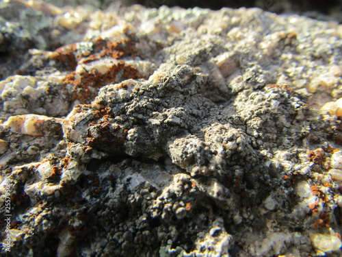moss on rock