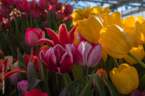 beautiful background backdrop with group of bright colorful tulips in the garden. Natural Light Selective Focus