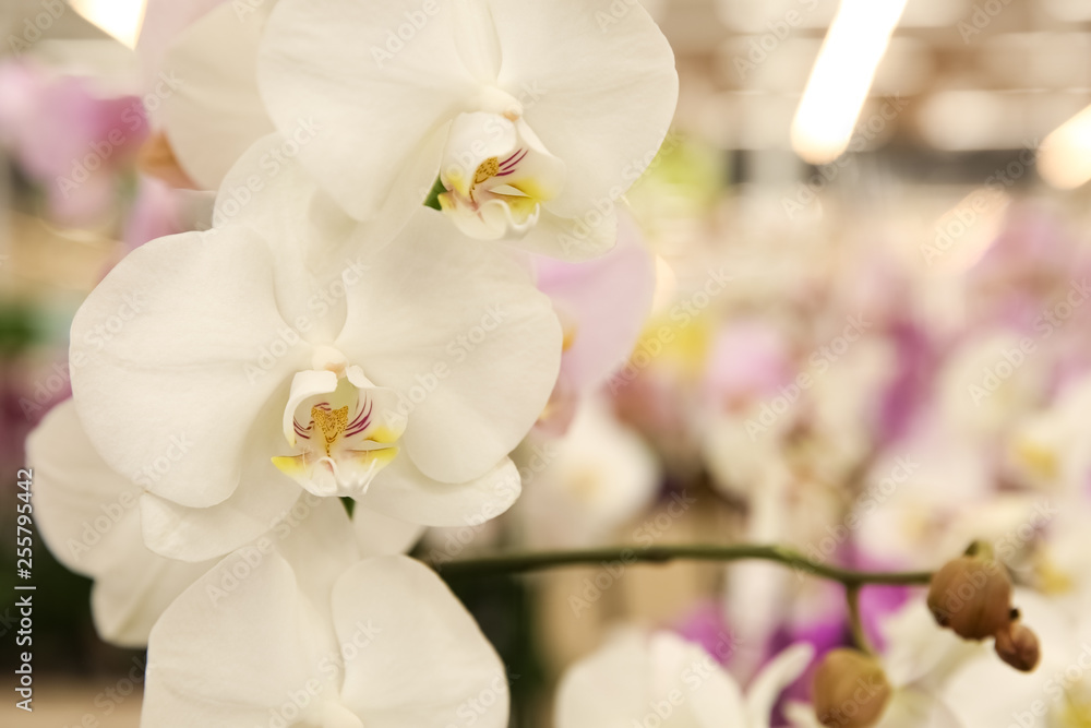 Beautiful blooming orchid flowers, closeup. Tropical plant Beautiful blooming orchid flowers, closeup. Tropical plant